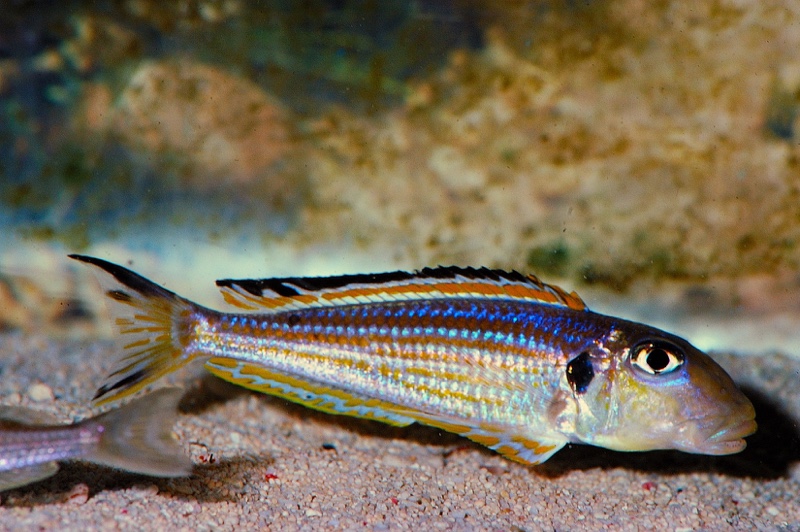 Xenotilapia ochrogenys 'Burundi'